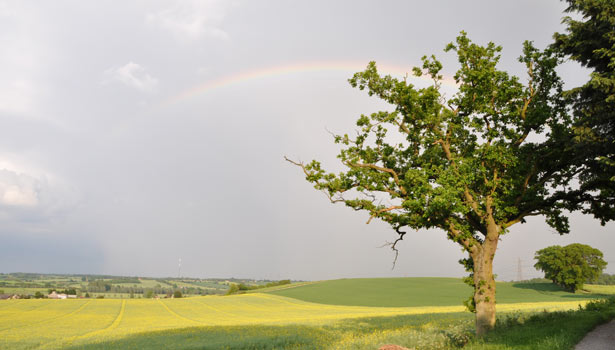 A rainbow over a lightening struck tree between Great Henny and Lamarsh, Stour Valley